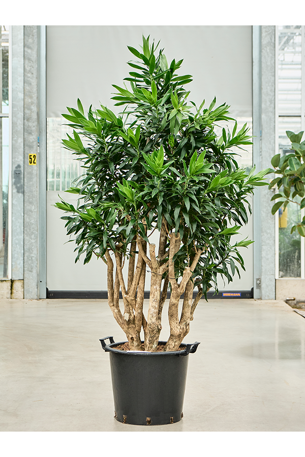 Pleomele (Dracaena) Reflexa