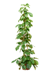 Tetrastigma Voinierianum