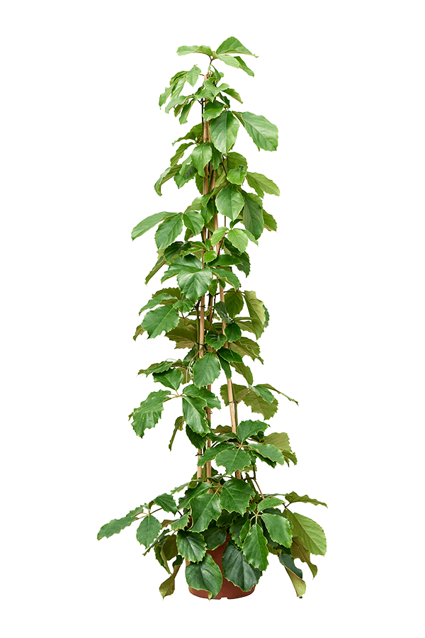 Tetrastigma Voinierianum