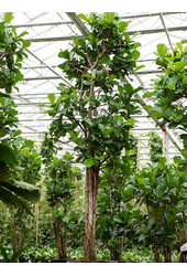 Ficus Lyrata