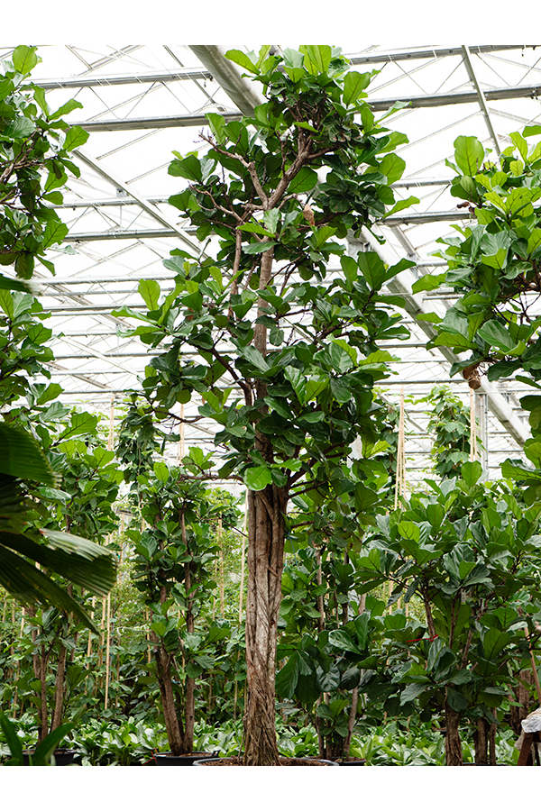 Ficus Lyrata