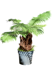 Dicksonia Antarctica