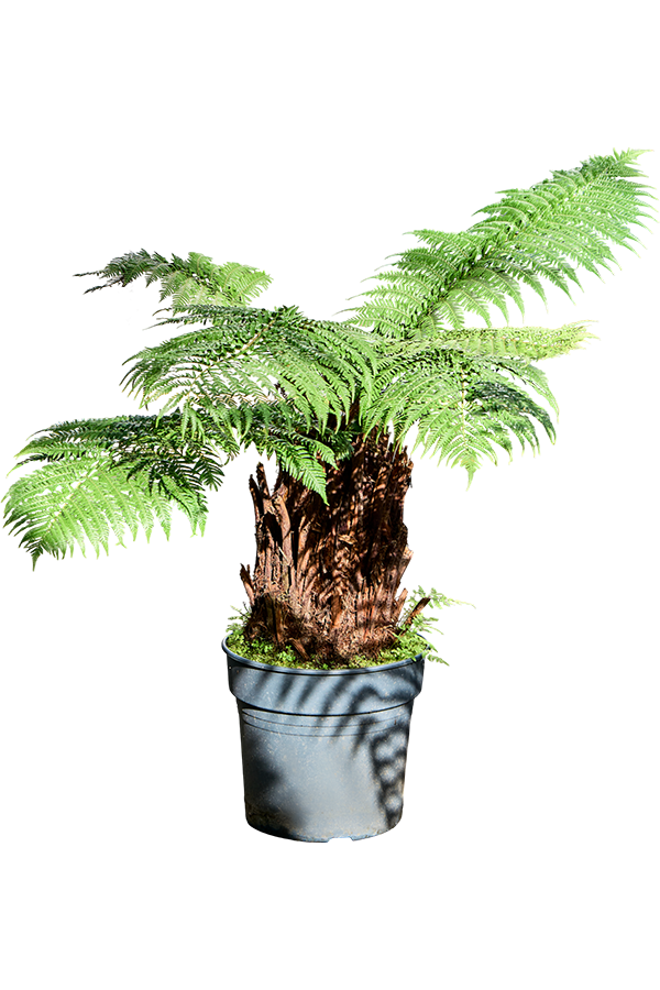 Dicksonia Antarctica