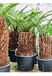 Dicksonia Antarctica