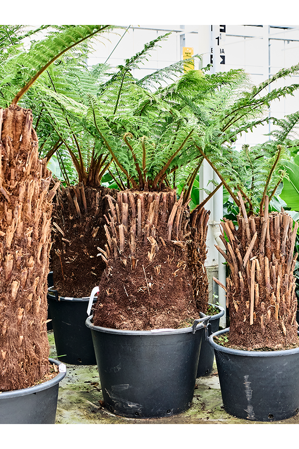 Dicksonia Antarctica