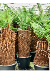 Dicksonia Antarctica