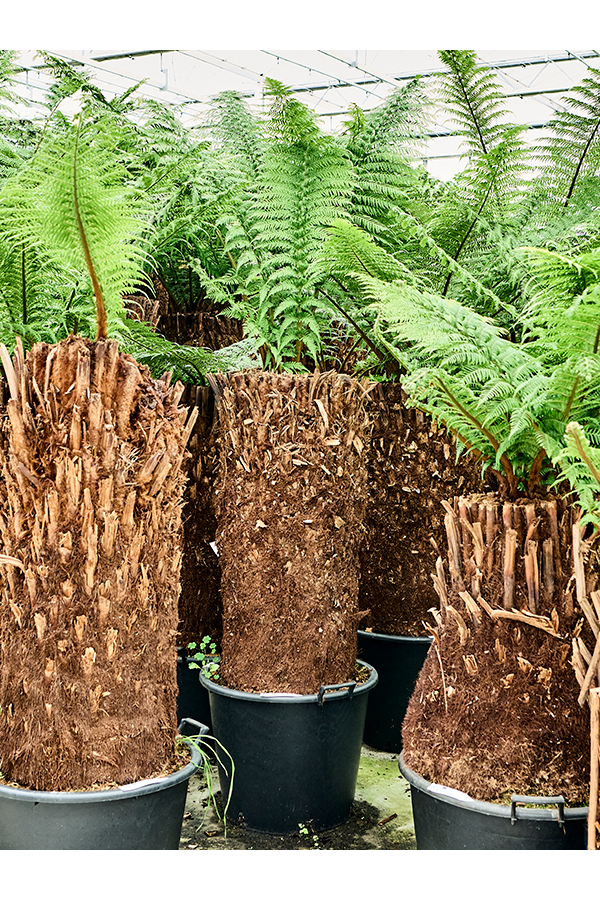 Dicksonia Antarctica