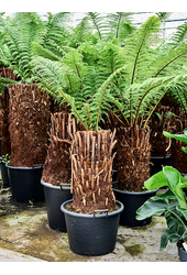 Dicksonia Antarctica