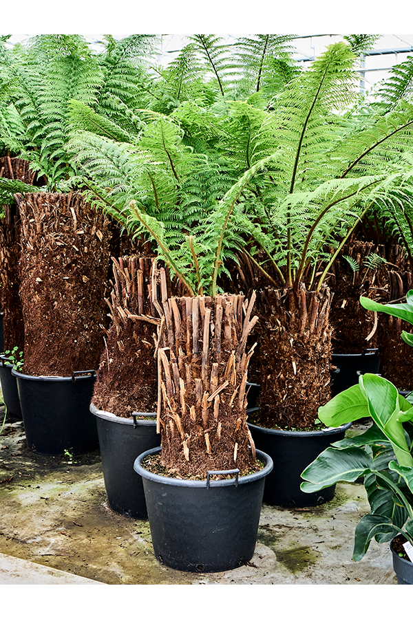 Dicksonia Antarctica