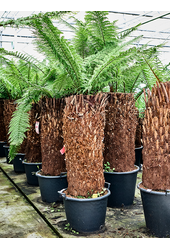 Dicksonia Antarctica