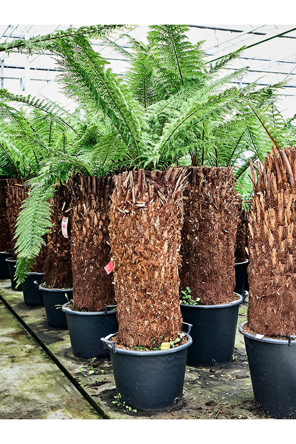 Dicksonia Antarctica