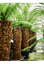 Dicksonia Antarctica