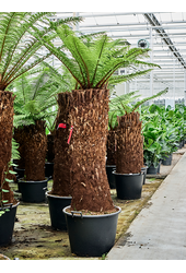 Dicksonia Antarctica