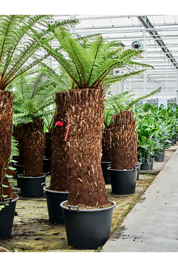 Dicksonia Antarctica