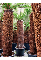 Dicksonia Antarctica