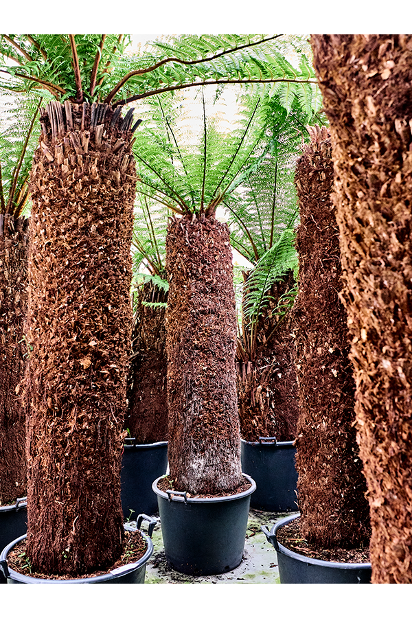 Dicksonia Antarctica