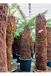 Dicksonia Antarctica