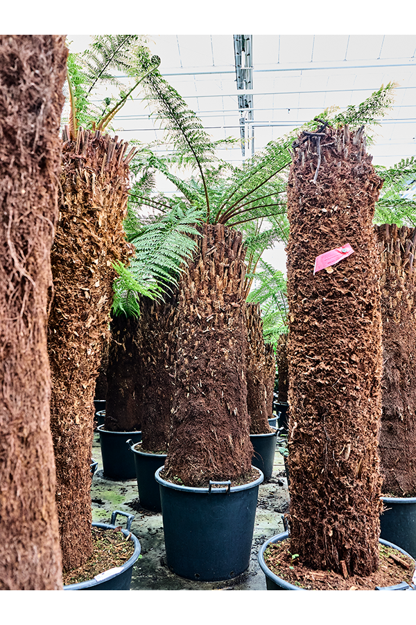 Dicksonia Antarctica