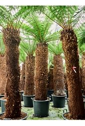 Dicksonia Antarctica