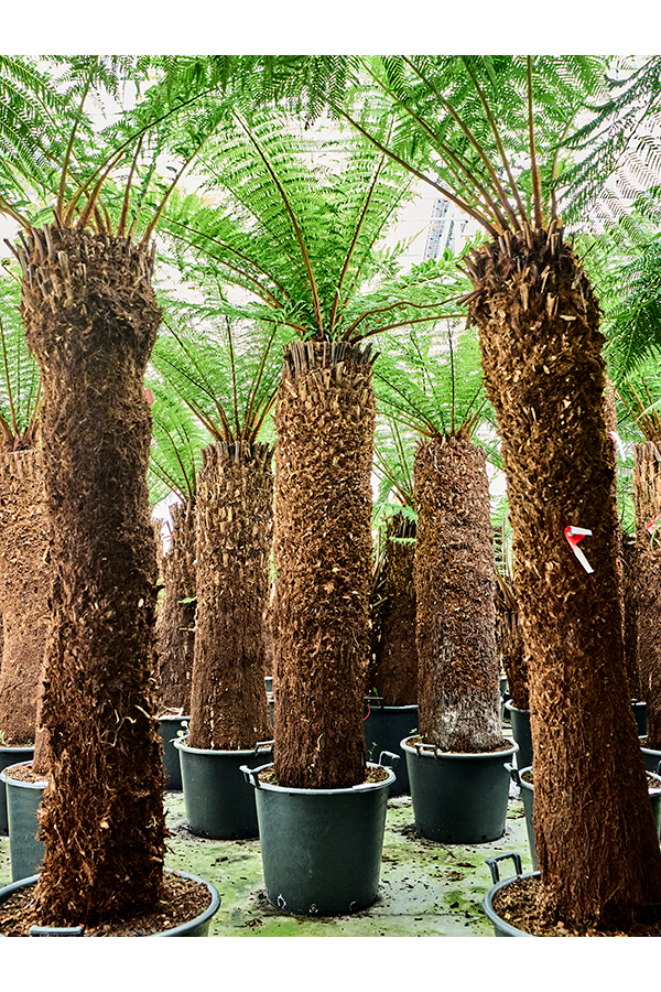 Dicksonia Antarctica