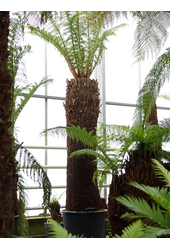 Dicksonia Antarctica