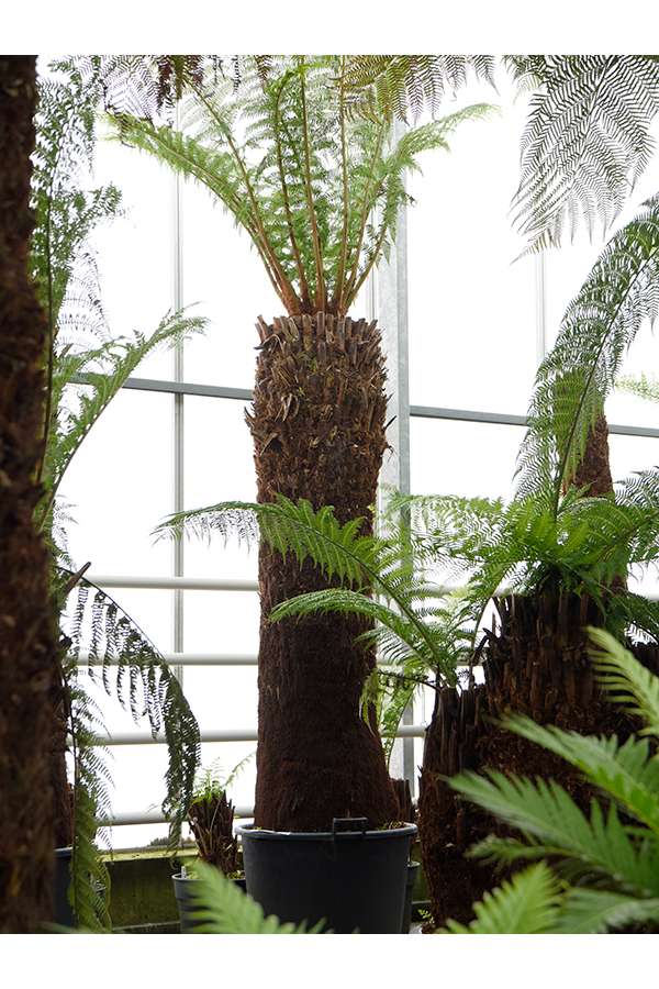 Dicksonia Antarctica