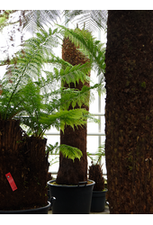 Dicksonia Antarctica