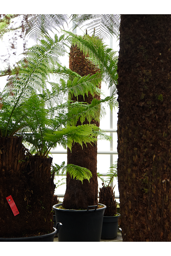 Dicksonia Antarctica