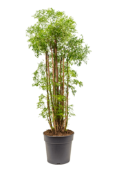 Aralia (Polyscias) Ming