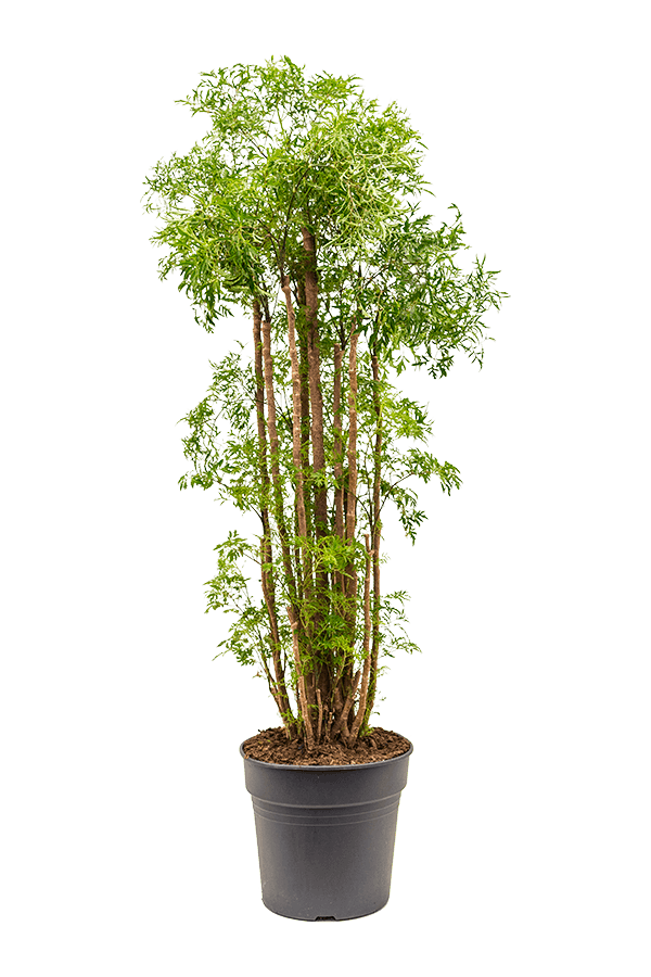 Aralia (Polyscias) Ming