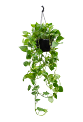 Scindapsus (Epipremnum) Aureum