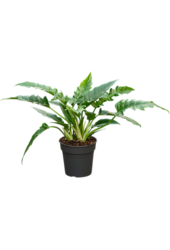 Philodendron Narrow