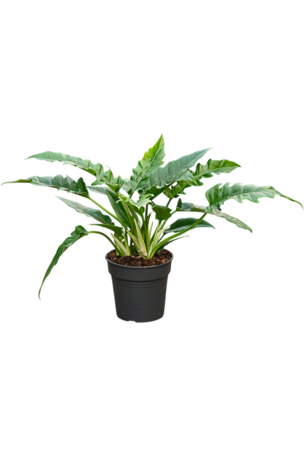 Philodendron Narrow
