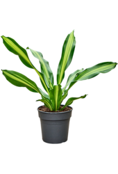 Dracaena Fragrans Burley