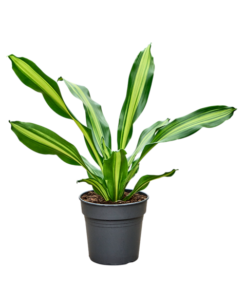 Dracaena