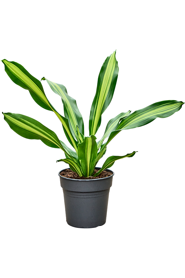 Dracaena Fragrans Burley