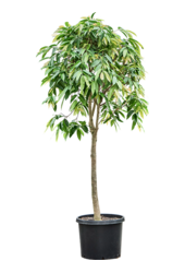 Ficus Binnendijkii Amstel King