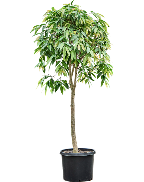 Ficus