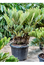 Zamia Furfuracea (120-150)