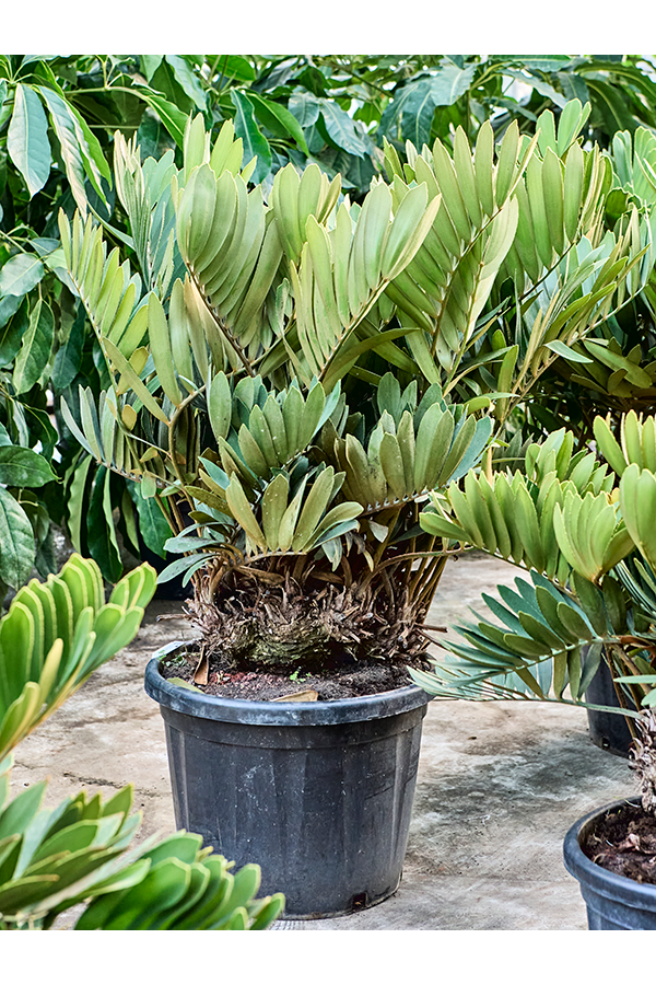 Zamia Furfuracea (120-150)