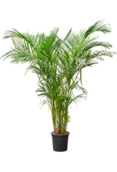 Dypsis (Areca) Lutescens