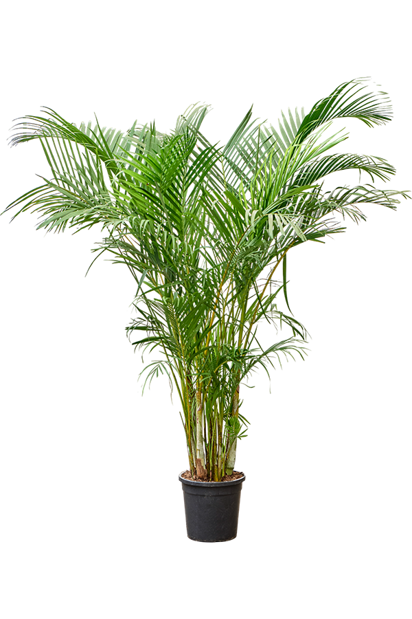 Dypsis (Areca) Lutescens