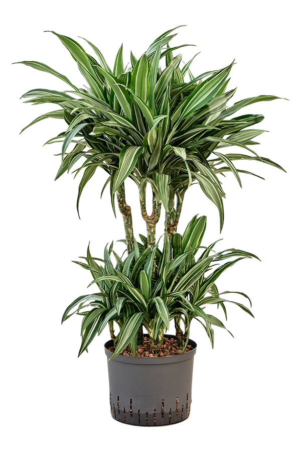 Hydroplant Dracaena Fragrans Ulises