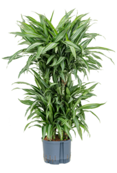 Hydroplant Dracaena Fragrans Ulises