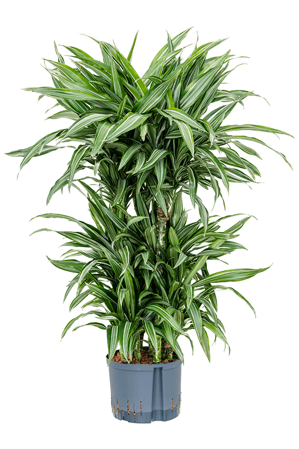 Hydroplant Dracaena Fragrans Ulises