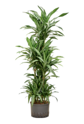 Hydroplant Dracaena Fragrans Ulises