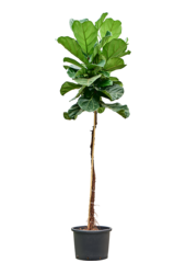 Hydroplant Ficus Lyrata