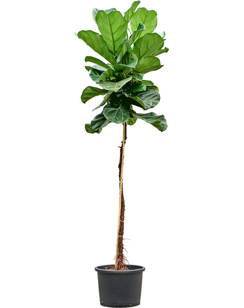 Hydroplant Ficus