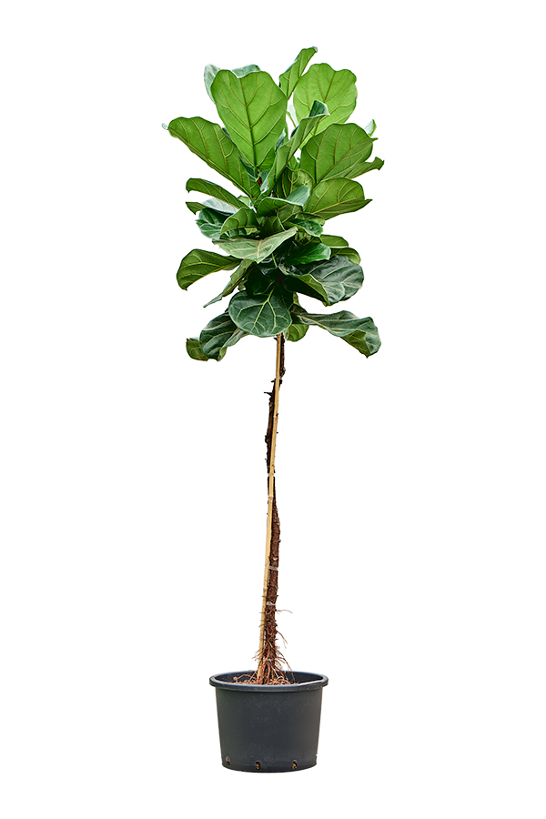 Hydroplant Ficus Lyrata