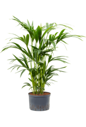 Hydroplant Kentia (Howea) Forsteriana